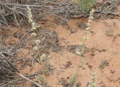 Sphaeralcea parvifolia