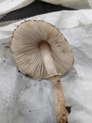 Lepiota atrodisca