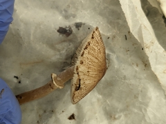 Lepiota atrodisca