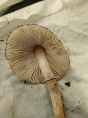 Lepiota atrodisca
