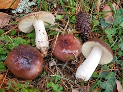 Russula cuprea