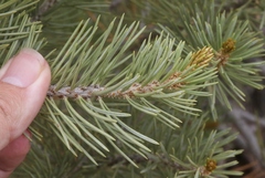 Pinus edulis