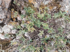 Thymus pannonicus