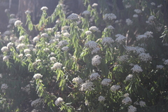 Ageratina brevipes