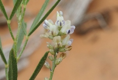 Ladeania lanceolata