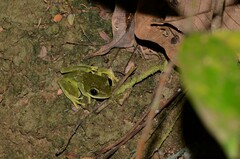 Tachycnemis seychellensis