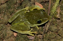 Tachycnemis seychellensis