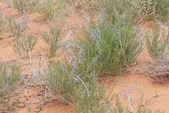 Sophora stenophylla