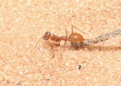 Gonatopodinae