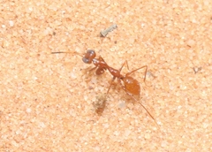 Gonatopodinae