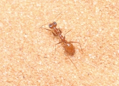 Gonatopodinae