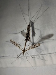 Tipula trivittata