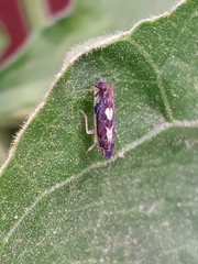 Diedrocephala variegata