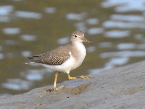 Andarríos maculado (Actitis macularius)