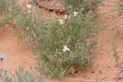Oenothera pallida