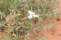 Oenothera pallida