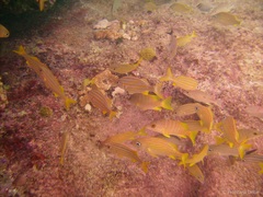 Haemulon flavolineatum