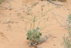 Eriogonum deflexum