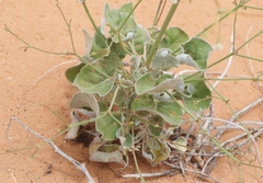 Eriogonum deflexum