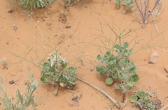 Eriogonum deflexum