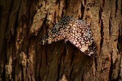 Hamadryas amphinome mazai