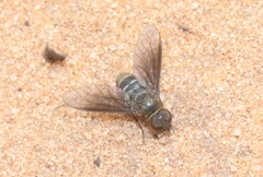 Chrysanthrax vanus