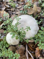Coprinopsis uliginicola