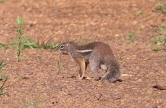 Euxerus erythropus