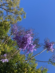Jacaranda