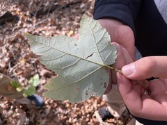 Acer rubrum drummondii