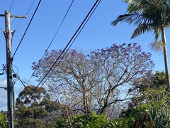 Jacaranda