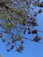 Jacaranda