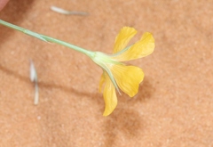Linum aristatum