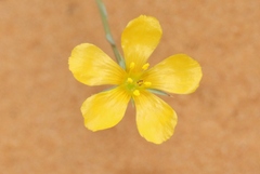 Linum aristatum