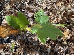 Acer rubrum drummondii
