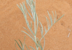 Sophora stenophylla