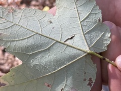 Acer rubrum drummondii