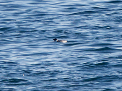 Synthliboramphus antiquus