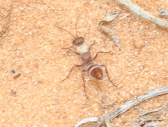 Typhoctes peculiaris