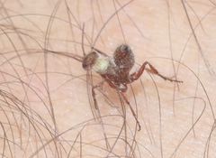 Typhoctes peculiaris