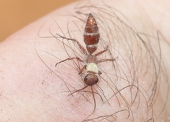 Typhoctes peculiaris