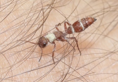 Typhoctes peculiaris