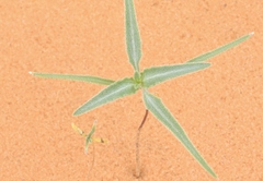 Dicoria canescens