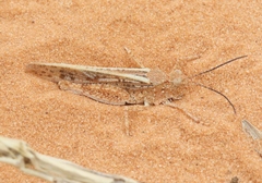 Trimerotropis barnumi