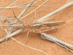 Trimerotropis barnumi