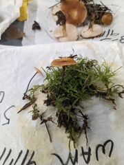 Xeromphalina cauticinalis