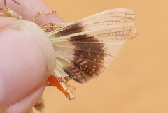 Trimerotropis barnumi