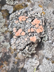 Rhizoplaca chrysoleuca