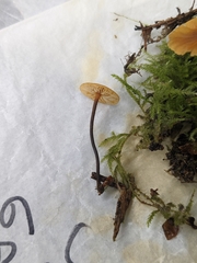 Xeromphalina cauticinalis