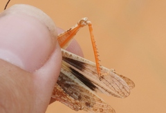 Trimerotropis barnumi